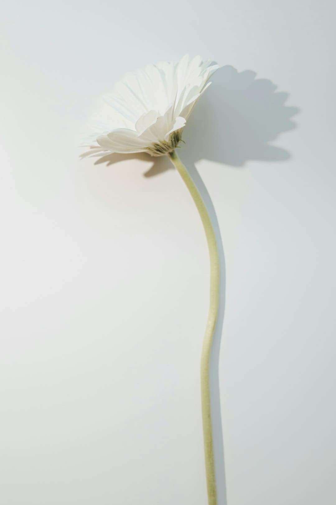 爱新觉罗·媚闪烁《亚洲新声》第二期 一首《Flowers》传递女人力气